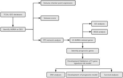 A Novel Nine-Gene Signature Associated With Immune Infiltration for Predicting Prognosis in Hepatocellular Carcinoma